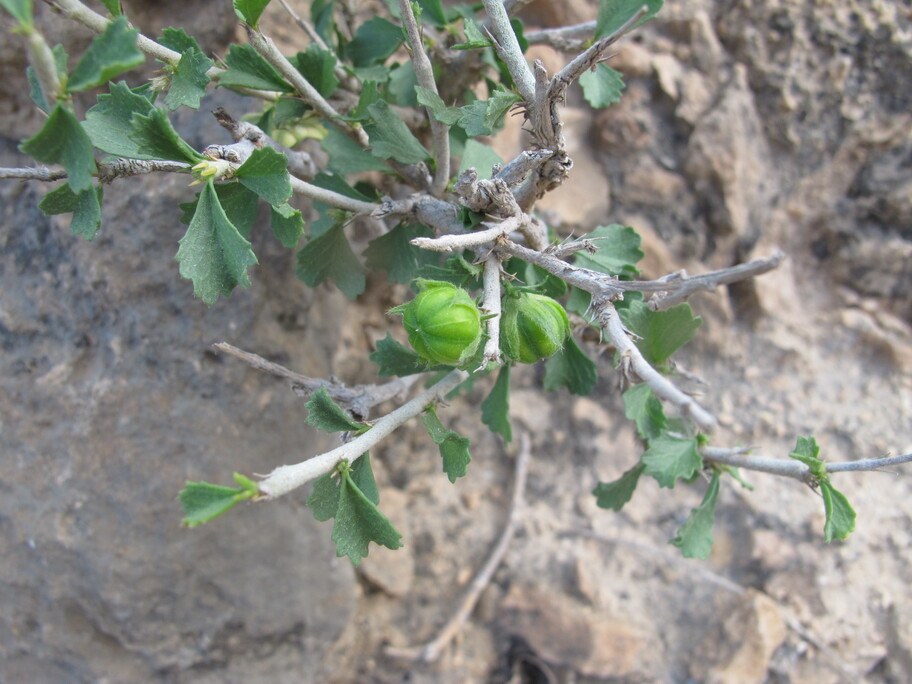 Plant Image